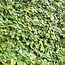 Image result for Outdoor Creeping Fig
