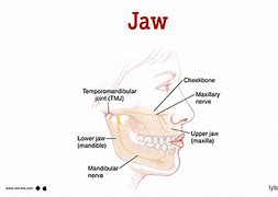 Image result for Human Upper Jaw