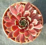 Image result for Sempervivum Red Chief