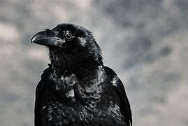 Image result for Black Crow Animal