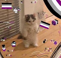Image result for Cat Meme Standing Paper