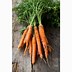Image result for Heirloom Carrots