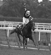 Image result for Triple Crown Horse Racing