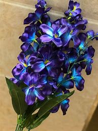 Image result for Galaxy Orchid