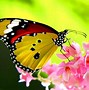 Image result for Laptop Desktop Wallpaper Beautiful Butterfly