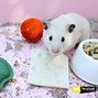 Image result for Hamster Teeth