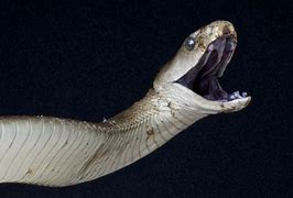 Image result for Black Mamba Fangs
