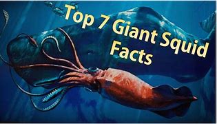 Image result for squids facts