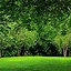 Image result for Kindle Fire HD 10 Forest Wallpaper