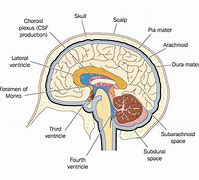 Image result for Choroid Plexus Fourth Ventricle