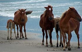 Image result for Wild Horses On Beach
