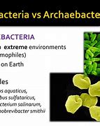 Image result for Archaebacteria and Eubacteria Examples