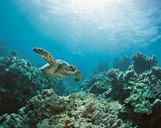 Image result for Marine Water Ecosystem