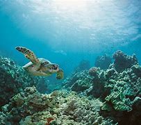 Image result for What Is a Marine Habitat