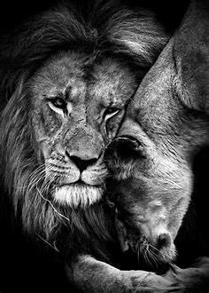 'Lions Love black and white' Poster, picture, metal print, paint by mk studio | Displate