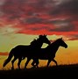 Image result for Pretty Wild Horses Running