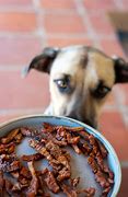 Image result for What Can My Dog Eat