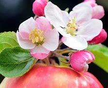 Image result for Apple Flower to Fruit