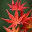 Image result for Japanese Maple Tree Zone 9