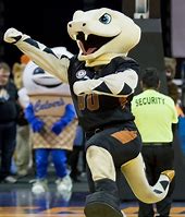 Image result for Arizona Rattlers Mascot