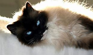 Image result for Meo Ragdoll