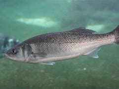 Image result for European Hook Fish