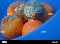 Image result for Rotten Orange