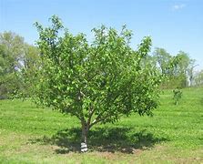 Image result for 4 Month Old Apple Tree