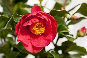 Bildergebnis für Camellia japonica Dr. King