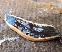 Image result for flat worms pictures