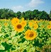 Image result for Sunflower Seeds 50 Lb Bag