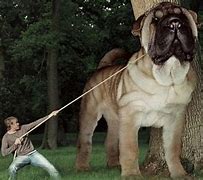 Image result for The Biggest Dog Breed
