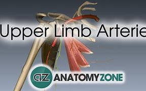 Image result for 3D Anatomy of the Arteries in the Arm