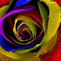 Image result for Black Background Rainbow Flower