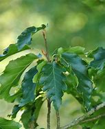 Image result for Fagus sylvatica Rotundifolia