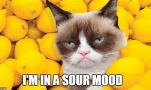Image result for Sour Face Cat Meme