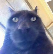 Image result for Hooman Cat Meme