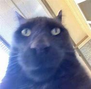 Image result for You Have a Cat Meme