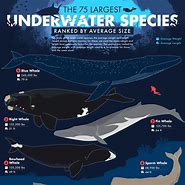 Image result for World Biggest Sea Animal