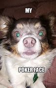 Image result for Poker Face Dog Meme