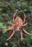 Image result for Giant Wolf Spider Florida