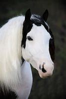 Image result for Black Horse White Face