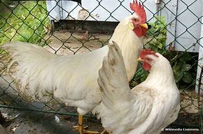 Image result for Coq Leghorn