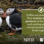 puffin appearance 的图像结果