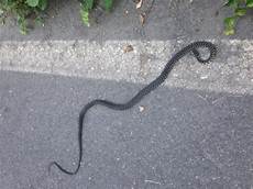 unicredit pescara serpente di oltre un metro entra in chiusa la unicredit pescara serpente di oltre un metro entra in chiusa la