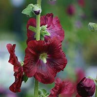 Image result for Alcea rosea new york scallop