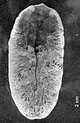 Image result for fascioloides_magna