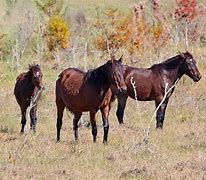 Image result for Florida Cracker Horse