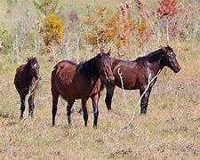Image result for Florida Cracker Horse Breed