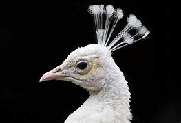 Image result for A White Peacock